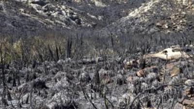 Vegetació calcinada per l'incendi que va començar el dimarts a Cala Torta, a Mallorca EFE