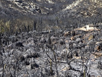 Vegetació calcinada pel foc que crema des de dimarts a la nit a Mallorca EFE
