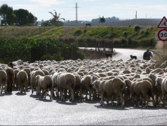 Ramat d'ovelles transita per un caminal. ESCORCOLL
