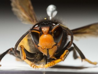 Un exemplar de vespa asiàtica, una espècie d'insectes que s'alimenten de les abelles locals ACN