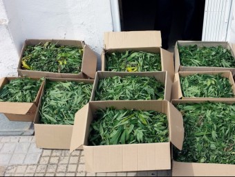 Caixes de cartró amb part de la marihuana confiscada. B. SILVESTRE