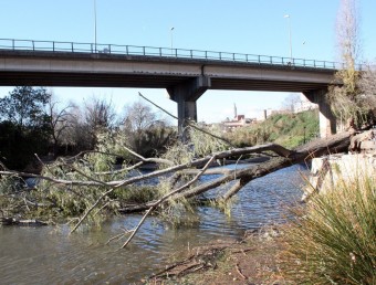 El vent ha tombat dos immensos arbres al parc de Mas Miquel, a Valls ACN