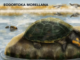 Reconstrucció del medi de la tortuga de Morella. CARLOS DE MIGUEL CHAVES