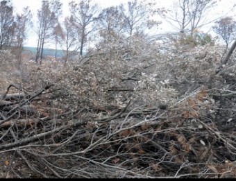 Alzines i pins tallat s en la zona afectada pel foc a Colomers. EL PUNT AVUI