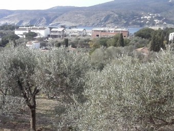 Uns olivars de la varietat Llei de Cadaqués en els entorns del nucli urbà d'aquest municipi EL PUNT AVUI