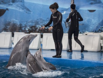 Una cuidadora de dofins del Zoo de Barcelona dóna ordres als mamífers davant el públic assistent ALBERT SALAMÉ