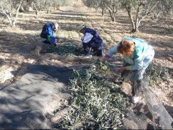 Recollida d'olives a una localitat dels Serrans. ROSELLA C. SANZ