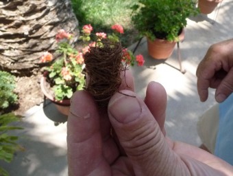 Capoll de fibres de palmera que elabora el morrut. ESCORCOLL