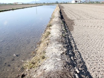 L'aigua comença a inundar les parcel·les de les zones més elevades del delta de l'Ebre, en 10 dies tots els camps estaran inundats. JUDIT FERNÀNDEZ