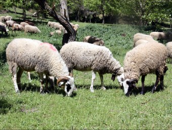Ovelles del ramat d'un dels quatre pastors inclosos al projecte del 'Xai de Collserola' ACN