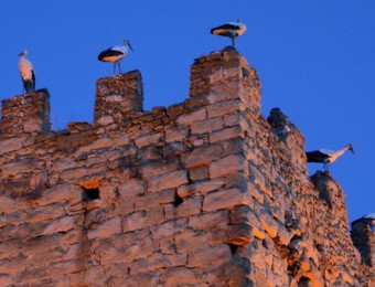 Cigonyes a la torre del Castell de Peratallada J.P