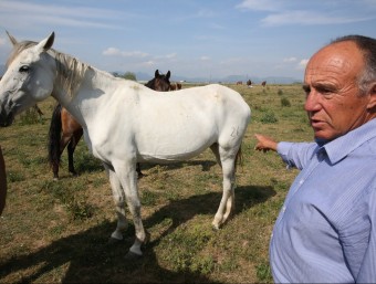 Vilaregut entre els cavalls que pasturen a Can Cargol ALBERT LLIMÓS