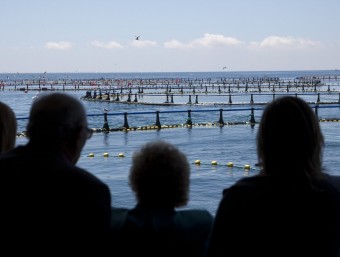 Les granges d'engreix de tonyina estan a dues milles de la costa de l'Ametlla de Mar. TJERK VAN DER MEULEN/ARXIU