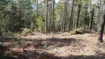 Zona privada on s'ha fet la tala indiscriminada de pins a la vora del Rebollar. EL PUNT AVUI