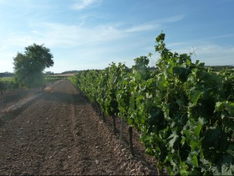 En finques com aquesta, el celler Cercavins produeix raïm a uns 500 metres d'altitud. Els vins de la subzona Valls del Riu Corb són frescos i equilibrats E.P