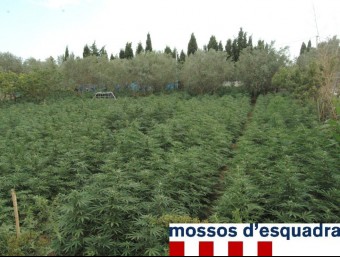 En un dels terrenys hi havia 5.000 plantes, i en un camp del costat, unes 2.000 més COS DE MOSSOS D'ESQUADRA (CME)