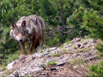 L'exemplar de llop que va ser fotografiat al massís del Puigmal el 24 de juliol. ACN