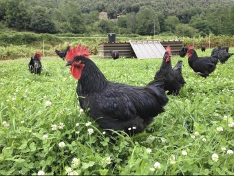 La granja Rocanegra, fa cria de pollastres ecològics. en pastura al Parc Natural de la zona volcànica de la Garrotxa. EL PUNT AVUI