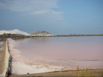 Salines de la Trinitat, al Delta de l'Ebre, on aquest any es recol·lectaran unes 95.000 tones EL PUNT AVUI