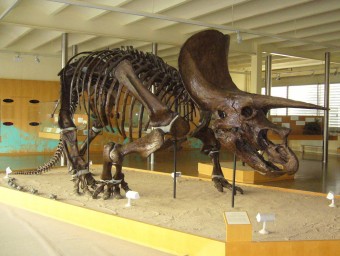 El triceratops que es va desmuntar i ara torna a Sabadell ICP