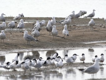 Les zones humides del delta atrauen un important nombre d'ocells i els ecologistes reclamen que se'n creïn més EL PUNT AVUI