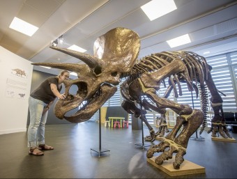  Laura Celià al costat del triceratops. ALBERT SALAMÉ