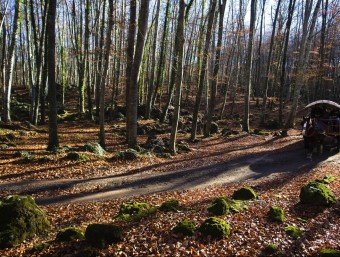 La Fageda d'en Jordà amb les fulles caigudes a la tardor és un dels paisatges més emblemàtics de la Garrotxa. LL.S