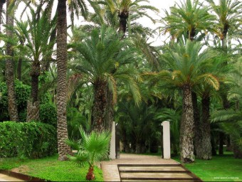 Un hort de palmeres a la vila d'Elx. EL PUNT AVUI