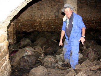 Els darrers atacs van tenir lloc en corrals de Seròs i hi van morir més de 150 ovelles, com mostra la imatge ACN