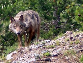 L'exemplar de llop fotografia al juliol passat al Puigmal, el cim dominant de Núria. ACN
