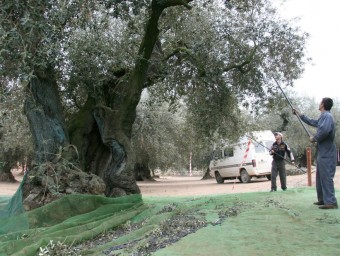 A Ulldecona hi ha una de les principals zones amb oliveres monumentals. ARXIU