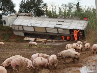 El camió, bolcat amb els porcs que campen lliurament en un camp. JOAN PUNTÍ