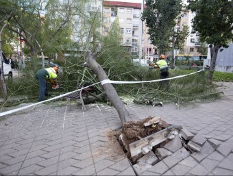 Un arbre arrencat pel vent a Barcelona JOSEP LOSADA