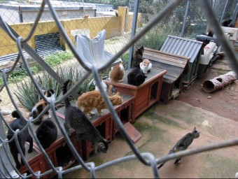 Habitacle de gats a la protectora de Gandia. EL PUNT AVUI