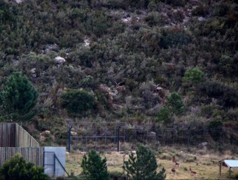 Un grup de cabres al tancat cinegètic de Mas de Barberans. JORDI MARSAL/ ACN