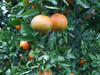 El vent ha fet malbé unes 70.000 tones de mandarines a l'Ebre. J.F