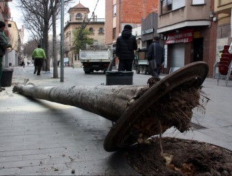 Un arbre caigut pel vent a Sant Feliu de Llobregat ACN