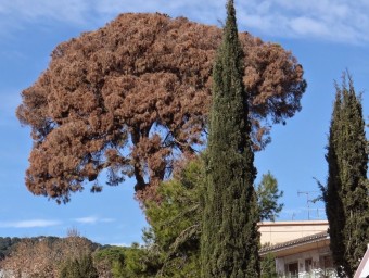 Imatge del Pi del Sant Crist d'Argentona, l'arbre monumental que és a punt de morir. NATURA