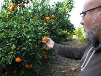 El coordinador d'UP mostra mandarines que s'han fet malbé. ARXIU/ JUDIT FERNÁNDEZ