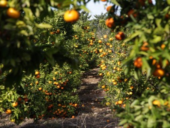 La producció de mandarines a l'Ebre s'ha reduït pel mal temps del desembre. J.FERNÁNDEZ