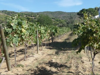 Les vinyes de can Coll, a Badalona, un dels darrers municipis que s'ha incorporat a la DO Alella. M.MEMBRIVES
