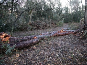 La tala d'alzines que es va fer al bosc de Can Ferriol, de propietat privada, volten les tres hectàrees JOAN SABATER