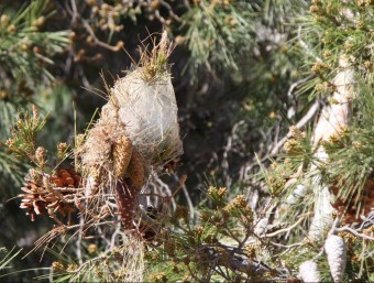 Una bossa de la processionària del pi en un arbre situat a prop del consultori, aquest dissabte a les Cases d'Alcanar ACN