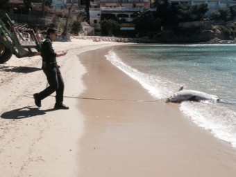Un instant durant la retirada del cos del dofí mort que ha aparegut en una cala de Roses ACN