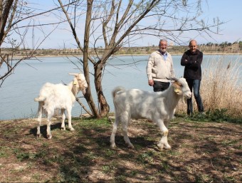 Les cabres pasturaran en illes de l'estany. Consorci Estany