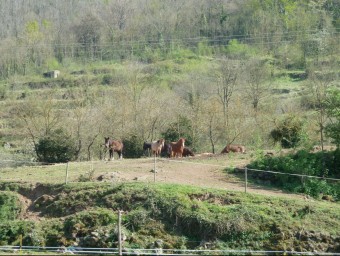 Els cavalls del Tria, ahir a la tarda, ja amb el tancat en condicions i amb el maneig a càrrec de l'Ajuntament. J.C