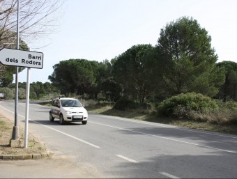 Pineda dins de l'àmbit de Rodors, vista des de la carretera que uneix el poble amb el nucli de la Platja de Pals J.P