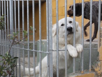 Gossos de la Protectora d'Animals d'Osona.  JORDI PUIG (EL 9 NOU)