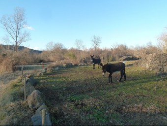 Una vista d'unes pastures de la zona del Bosc de Tosca de les Preses, on es va artigar la colada basàltica. J.C