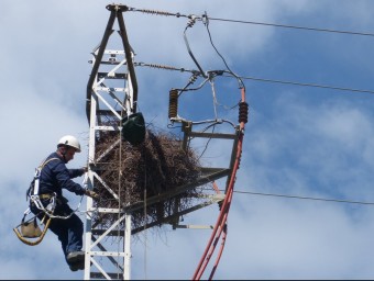 Un tècnic d'Endesa treballa en la retirada del niu de cotorres argentines d'una torre de mitja tensió a Santa Coloma de Gramenet. ENDESA
